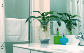 Add Colour and Boost Your Mood with Bathroom Plants